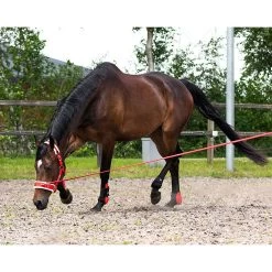 Qhp Longeerlijn In Tas -Equestrian Supply Store 1019fro 1