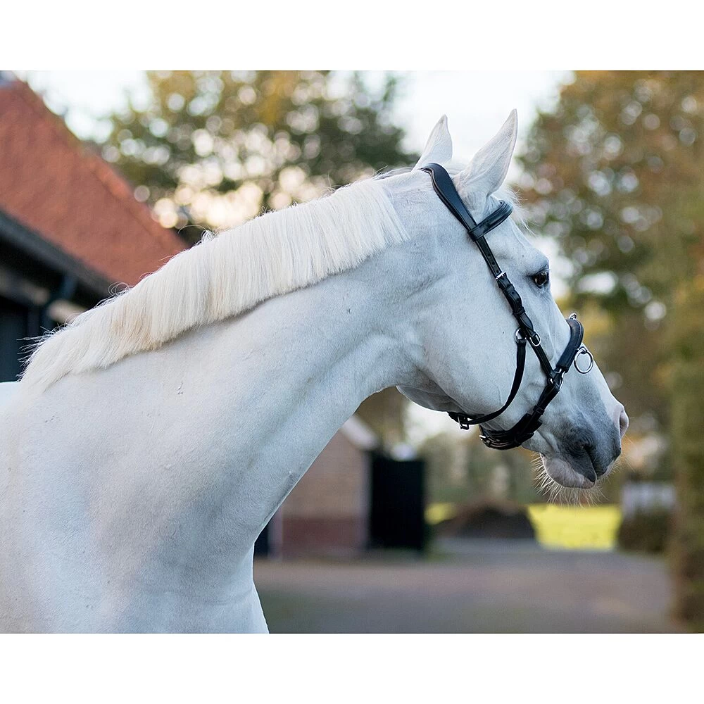 QHP Kaptoom | Leer 7 QHP Kaptoom | Leer - Image 5