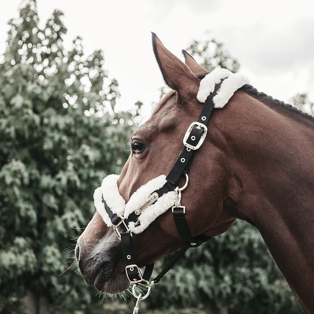 Kentucky Halster | Nylon + Wol 11 Kentucky Halster | Nylon + Wol - Image 9