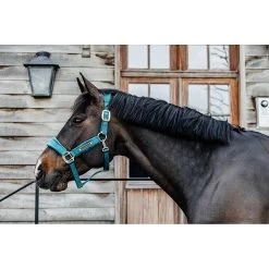 Kentucky Halster | Velvet -Equestrian Supply Store 42558 71201