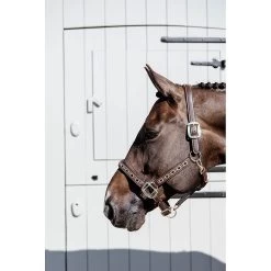 Kentucky Halster | Pearls -Equestrian Supply Store 485A5052201