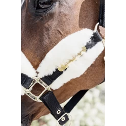 Kentucky Halster | Nylon + Wol Soft -Equestrian Supply Store 64d1d4bb8e001 9fc70df326d7bd81e067d5ba7e614d21820d78d3 179A5010