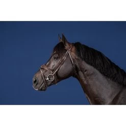 Dy'on Anatomisch Hoofdstel Flash Neusriem | US Collectie -Equestrian Supply Store DYUSABAB20.2