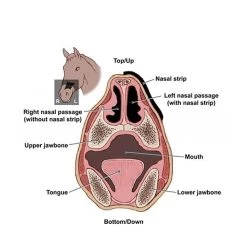Flair Nasal Strip 1-pack -Equestrian Supply Store FLEQNSHD 3