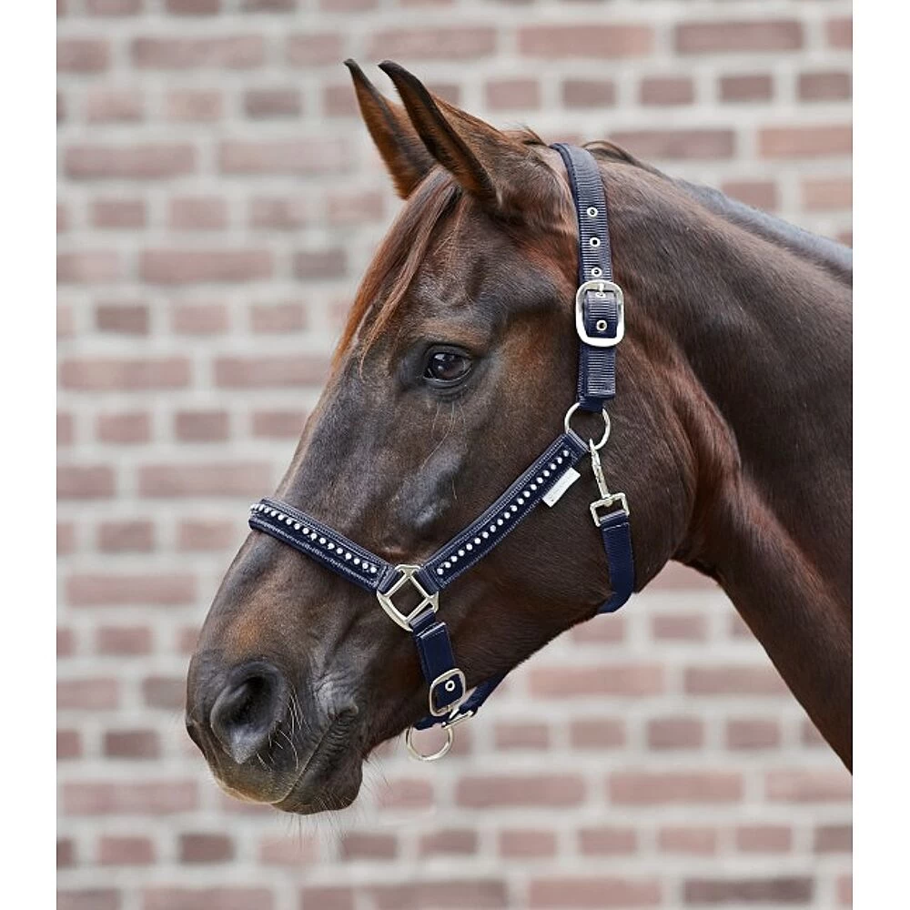 Halster Crystal 4 Halster Crystal - Image 2