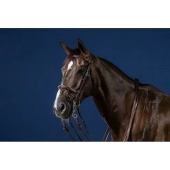 Dy'on Stang- En Trenshoofdstel Gecombineerde Neusriem | US Collectie -Equestrian Supply Store bride muserolle combinee brun full us collection 2
