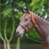Busse Weide Halster 1 Busse Weide Halster -Equestrian Supply Store bs601205zw