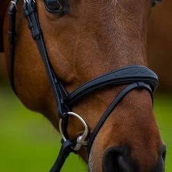 Trust Trenshoofdstel Amsterdam | Gecombineerde Neusriem -Equestrian Supply Store e18104 b121 Amsterdam20comb20anatomic20noseband20wider20in20middle HEUS23L296421 1wibye6ayutpc