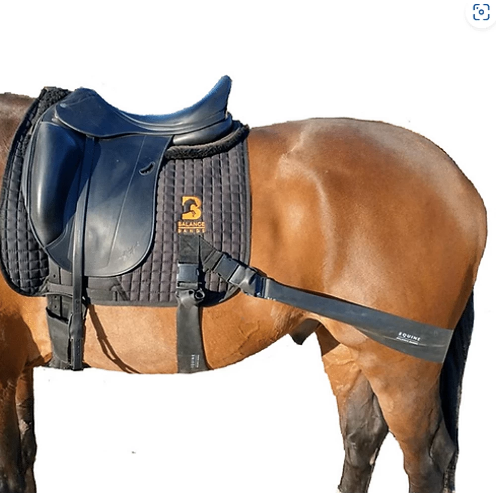 Equine Balance Band Dr 4 Equine Balance Band Dr - Image 2