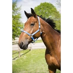 Equi-thème éclat Halster -Equestrian Supply Store equitheme eclat headcollar203