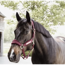 Kentucky Halster | Velvet -Equestrian Supply Store gl42558