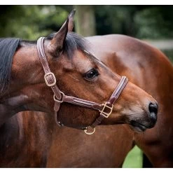 LJ Halster | Zacht Leder Onderlegd -Equestrian Supply Store image 8aacf7eadc892d0936fbb0c333f274f3 article zoom default2