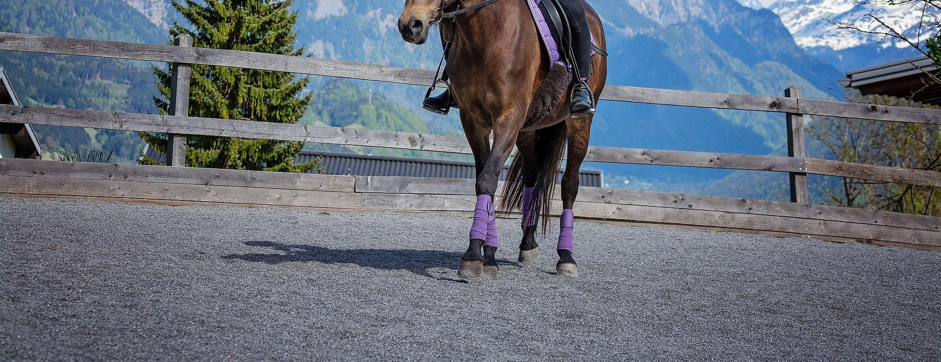 Equestrian Supply Store -Equestrian Supply Store horse 6123172 1920